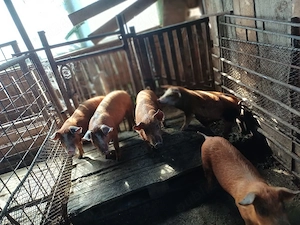 Vind 5 purcei duroc de 11 săptămini. - imagine 5