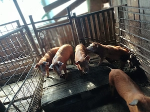Vind 5 purcei duroc de 11 săptămini. - imagine 2
