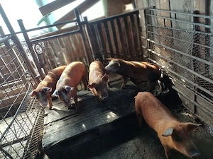 Vind 5 purcei duroc de 11 săptămini.