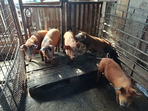 Vind 5 purcei duroc de 11 săptămini. - imagine 4