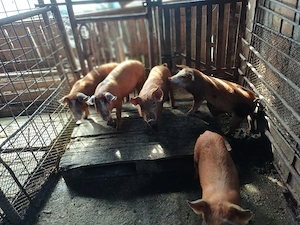 Vind 5 purcei duroc de 11 săptămini. - imagine 3