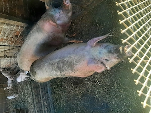 Vând porc mare .