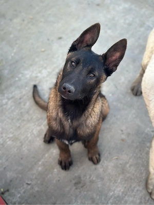 Ciobanesc Belgian Malinois 