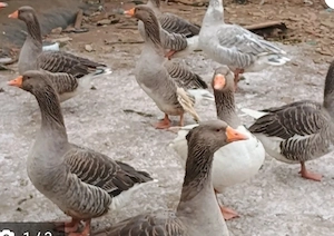 Oua de gaina,de rata ,de gasca de vânzare!