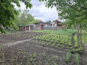 Vand teren si casa cu gradina si livadă  in Mosnita Veche
