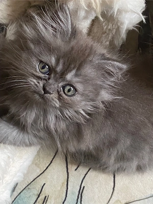 Motanel persan dollface superb 