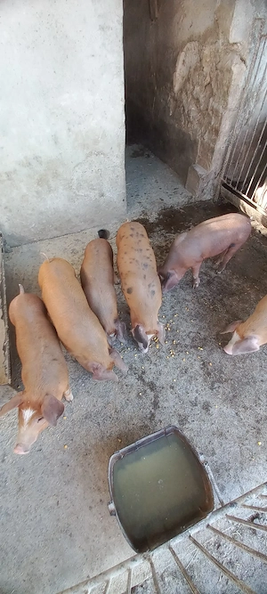 Vând purcei 8 săptămâni 