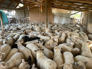 Miei metis texel