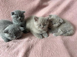 Pui British Shorthair