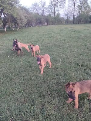 Căței belgian malinois 