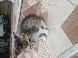 Adoptie pui de pisica - imagine 4