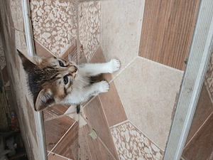 Adoptie pui de pisica - imagine 3
