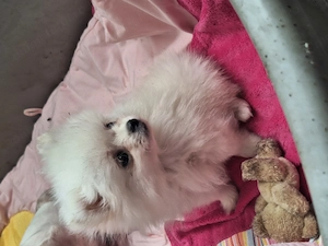 Cățel pomeranian 