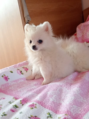 Cățel pomeranian  - imagine 2