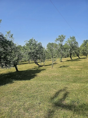Vând teren extravilan livada pruni pe rod și pășune - imagine 4