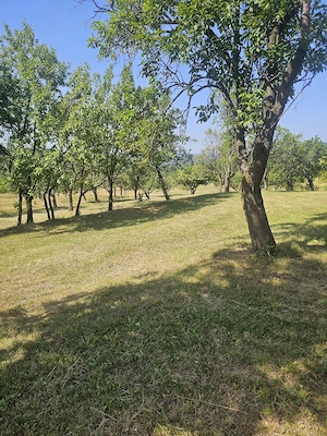Vând teren extravilan livada pruni pe rod și pășune - imagine 6