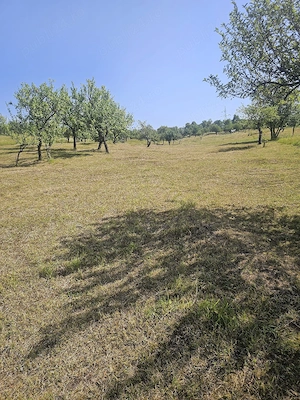 Vând teren extravilan livada pruni pe rod și pășune - imagine 3