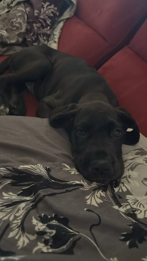Masculi Dog German de vanzare