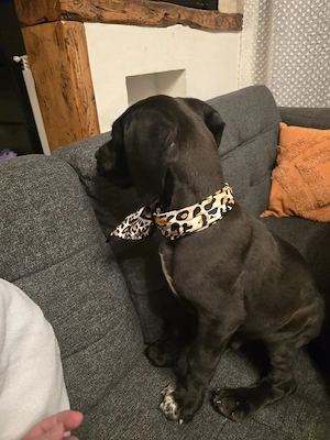  dog german  great dane marele danez mascul - imagine 2