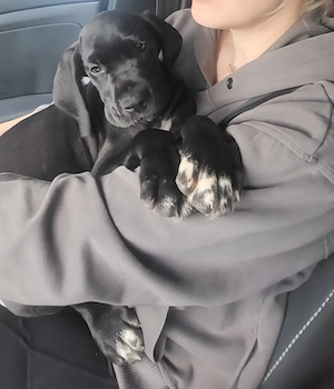  dog german  great dane marele danez mascul - imagine 4