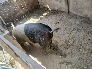 Vând porc gras de tăiat 