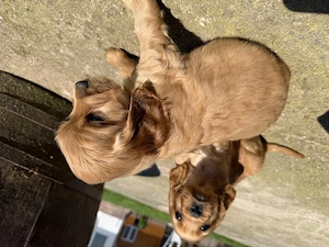 Catelusi Cocker Spaniel