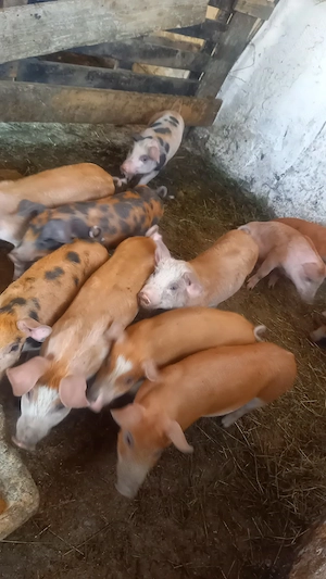 vand purcei de 13 săptămâni rasa petran x duroc
