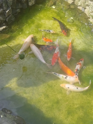 vand pesti crap koi - imagine 3