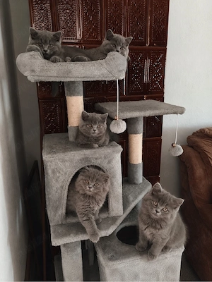 Pisicute superbe rasa British Shorthair se rezeva urgent