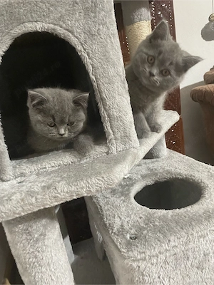 Pisicute superbe rasa British Shorthair se rezeva urgent - imagine 2
