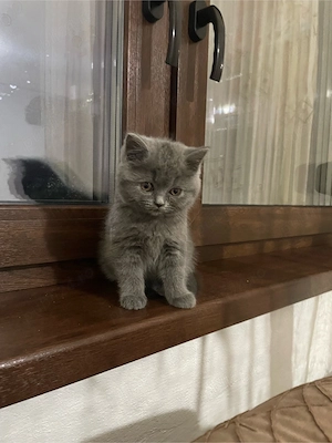 Pisicute superbe rasa British Shorthair se rezeva urgent - imagine 3