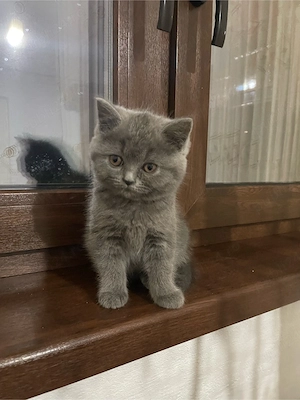 Pisicute superbe rasa British Shorthair se rezeva urgent - imagine 4