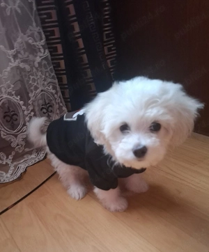 Vând Bichon maltez