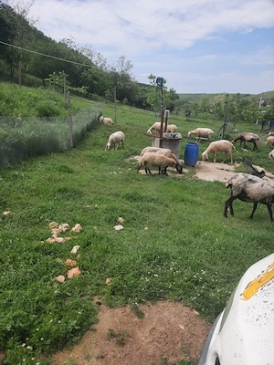 Vand oi cu lapte metis de assaf cu carabas si turcana 