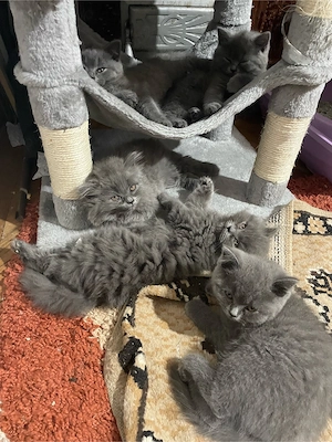 Pisicute superbe rasa British Shorthair se rezeva urgent - imagine 5