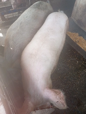 Vand porc de carne 