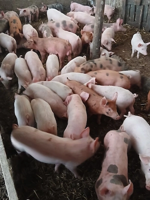 purcei de rasă 