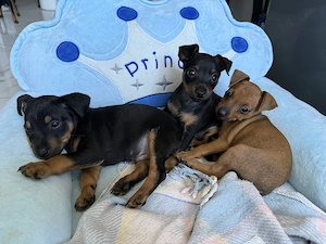 Pinscher Pitic de vanzare