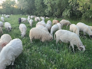 Vând 90 de oi și 50 de miei 