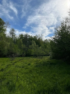 Vând casă și terenul aferent de 2 hectare intravilan - imagine 7