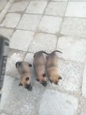 Ciobănesc Belgian malinois 