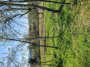 Vând casă și terenul aferent de 2 hectare intravilan - imagine 9