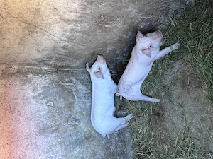 Vând purcei de 6 săptămâni Marele Alb cu Duroc