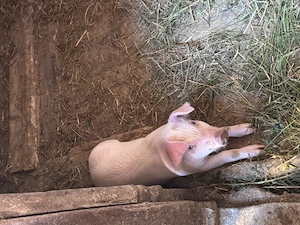 Vând purcei de 6 săptămâni Marele Alb cu Duroc - imagine 2