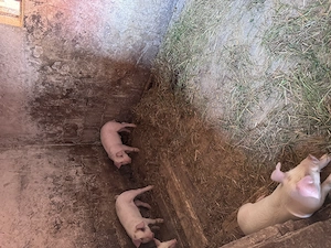 Vând purcei de 6 săptămâni Marele Alb cu Duroc - imagine 3