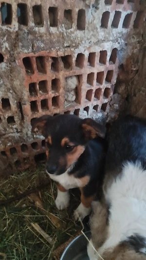 Donez catei Bored collie  - imagine 5