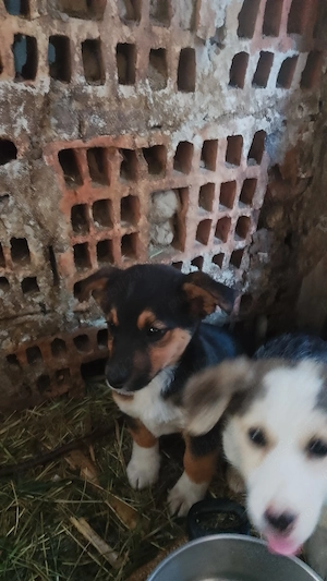 Donez catei Bored collie  - imagine 4