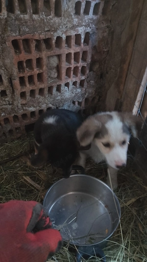 Donez catei Bored collie  - imagine 2