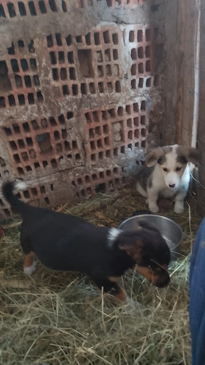 Donez catei Bored collie  - imagine 3