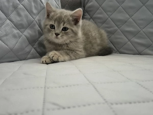 Pui British Shorthair Golden Shaded - imagine 2